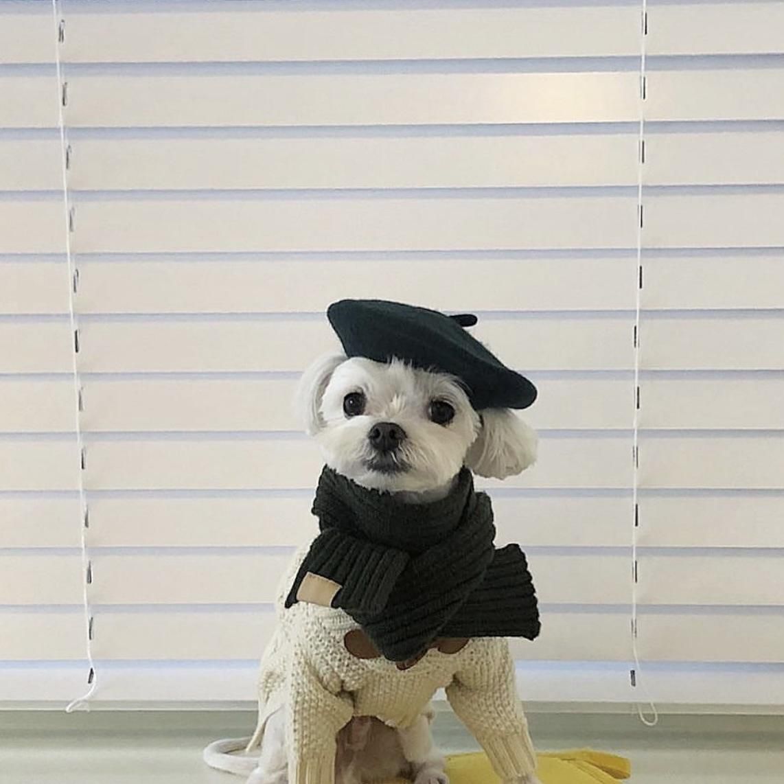 Stylish Wool Beret Hat for Dogs Love Indi Schmindi
